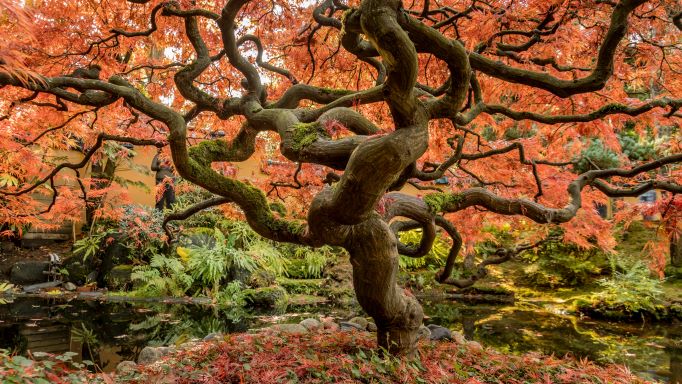autumn-tree-many-winding-branches.jpg